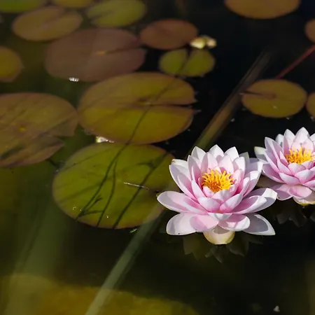 База отдыха Orava 3*