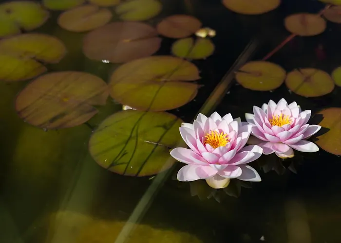 Holiday park Orava 3*